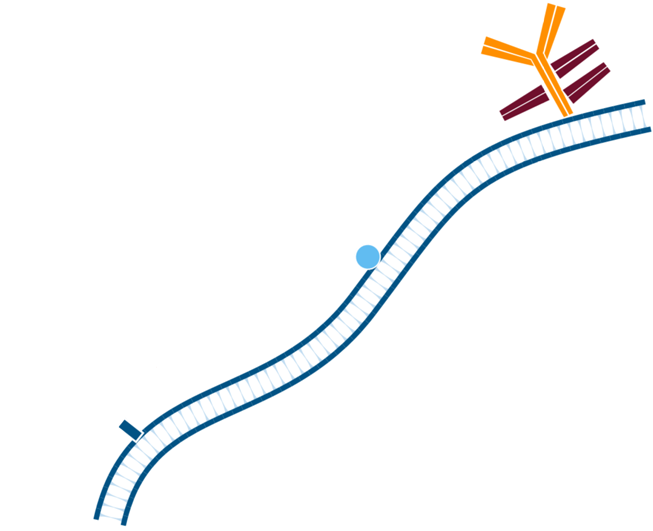 Use of FabuLight - labeled primaries for two antigens on tissue: step two.