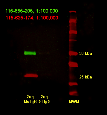 Western Blot with JIR NIR Secondaries