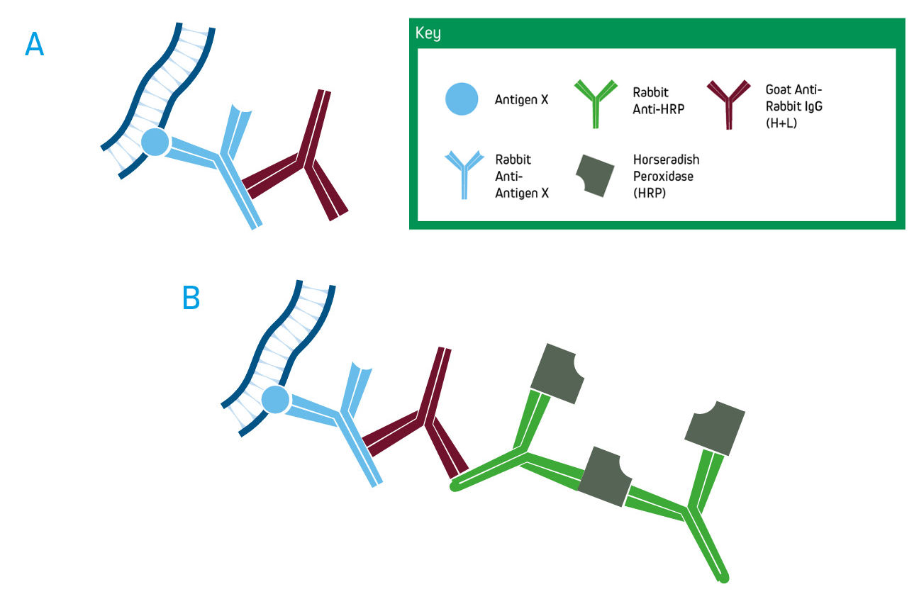 Steps of the PAP Method