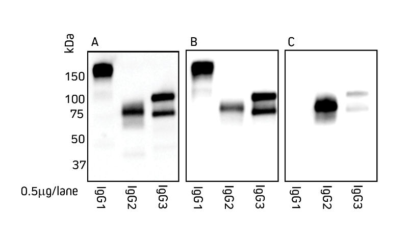 Detection of alpaca IgG subclasses by Western blot