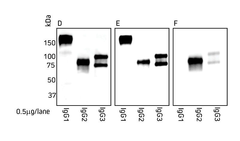 Detection of llama IgG subclasses by Western blot