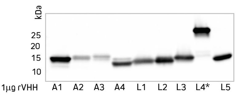 Western blot of different rVHH domain antibodies