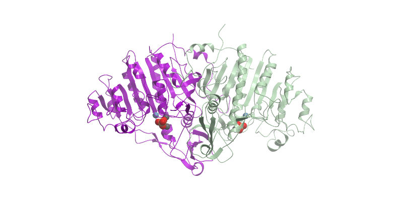 Alkaline Phosphatase Ribbon Diagram