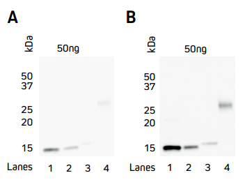 Comparison of direct and indirect Western blot detection of four recombinant His-Tagged proteins. 