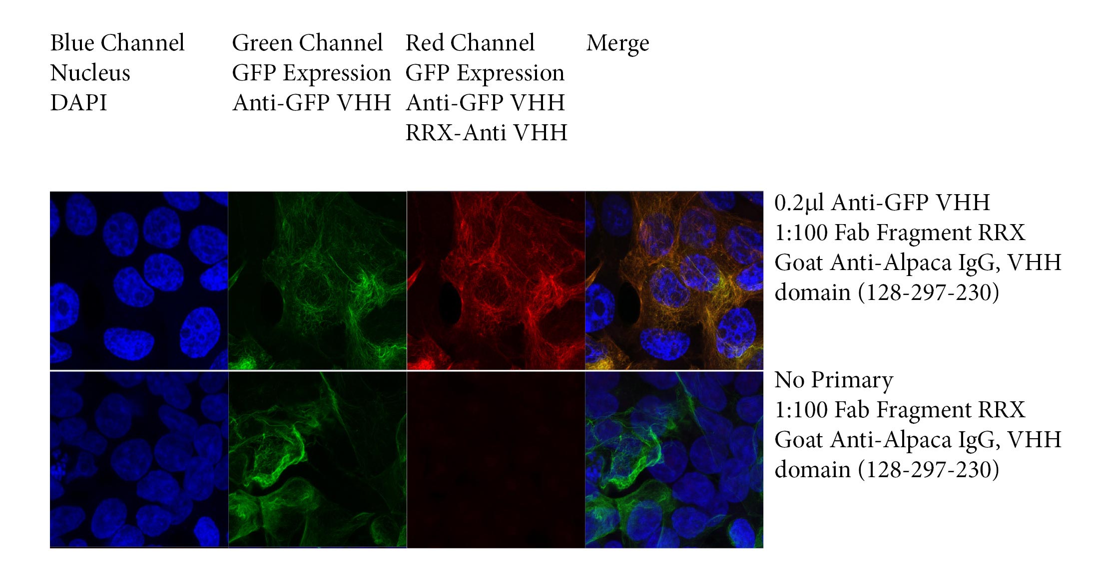 Imaging NANOBODIES® with Monovalent Fab fragment Goat Anti-Alpaca, VHH domain antibodies