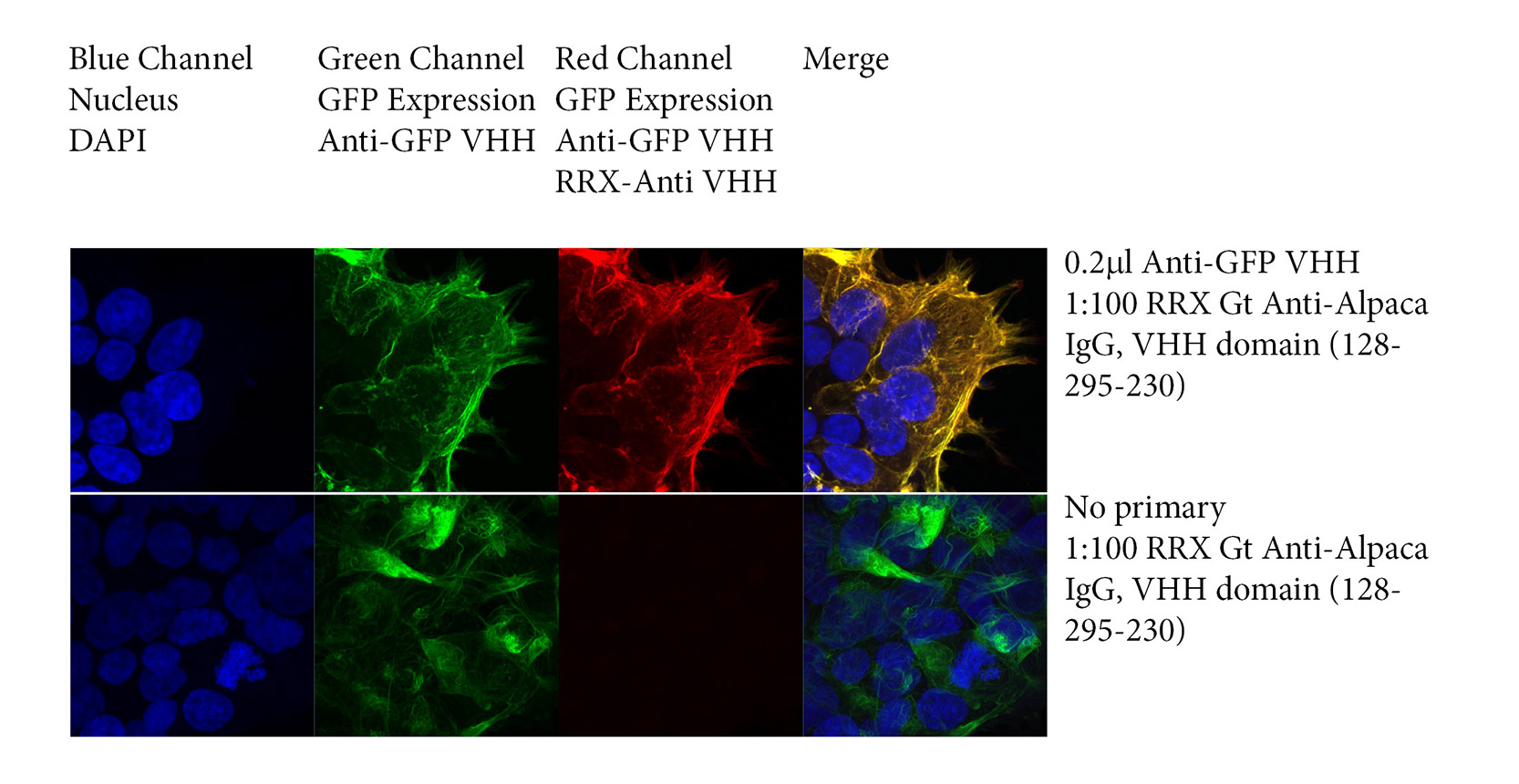 Imaging NANOBODIES® with Whole IgG Goat Anti-Alpaca, VHH Domain antibodies