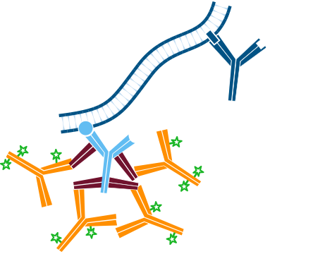 Use of unconjugated Fab fragments to cover the first primary antibody, presenting it as a different species: step four.