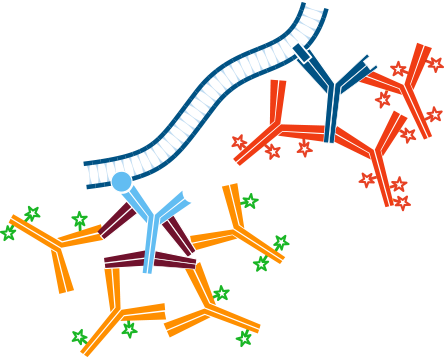 Use of unconjugated Fab fragments to cover the first primary antibody, presenting it as a different species: step five.