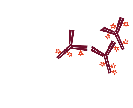 Use of unconjugated Fab fragments for detection of one unlabeled and one or more labeled primary antibodies: step four.