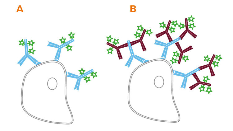 Direct and Indirect Flow Cytometry