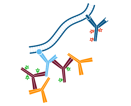 Detection of one unlabeled and one or more labeled primary antibodies without the use of Fab fragments: step four.