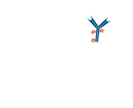 Detection of one unlabeled and one or more labeled primary antibodies without the use of Fab fragments: step four.