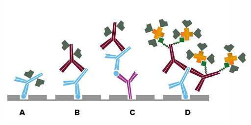 ELISA Formats