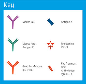 Endogenous Blocking: Key of Elements.