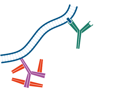 Use of unconjugated Fab fragments to block endogenous immunoglobulins and avoid off target signal: step three.