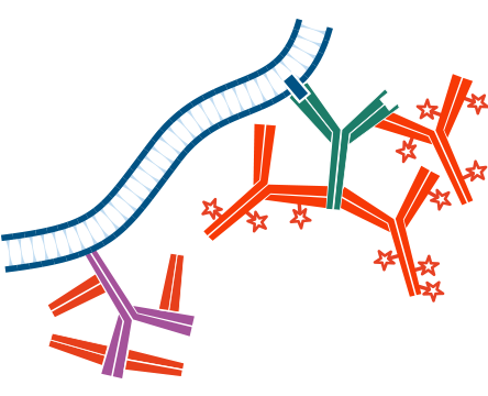 Use of unconjugated Fab fragments to block endogenous immunoglobulins and avoid off target signal: step four.