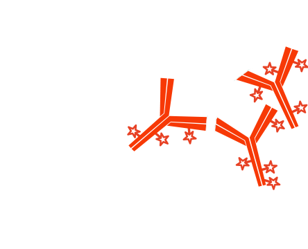 Use of unconjugated Fab fragments to block endogenous immunoglobulins and avoid off target signal: step four.