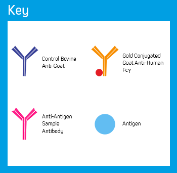 Lateral Flow: Key of Elements.