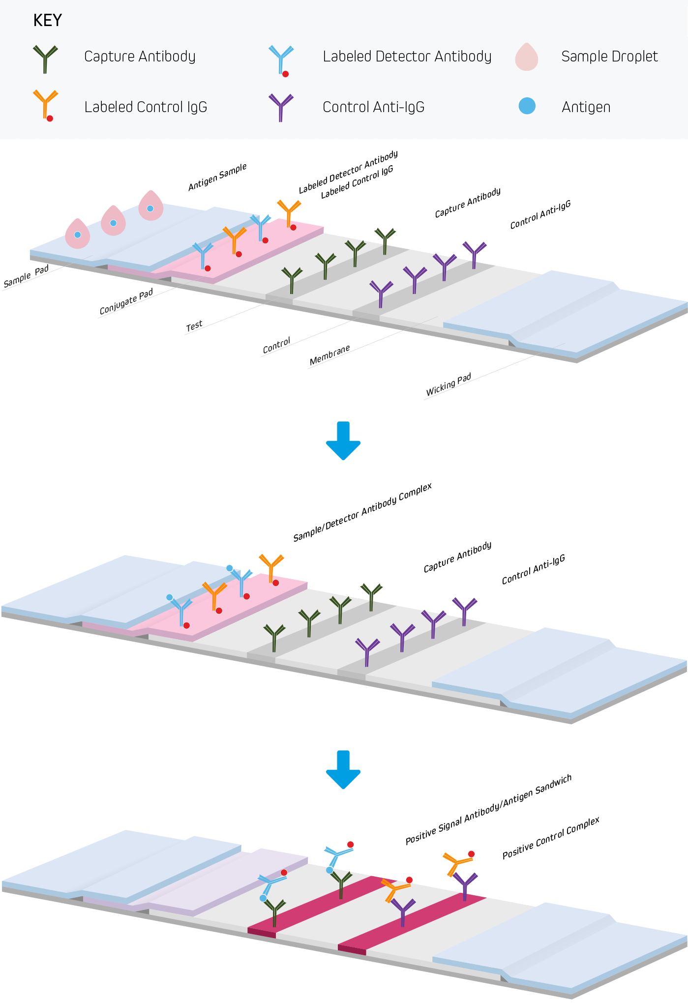 Sandwich assay format used to detected an antigen from genetically modified crops or pathogenic substances in food samples.