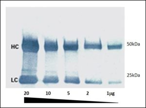 Jackson ImmunoResearch Colorimetric Western blot