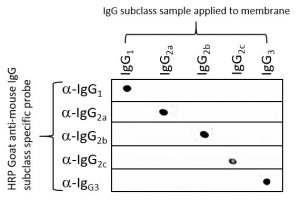 Mouse Subclass Dot blot JIR